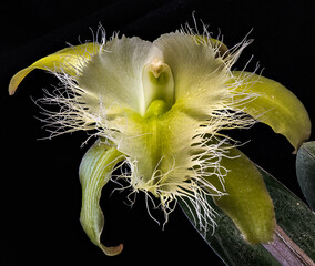 Brassavola Orchid (Rhyncholaelia digbyana)