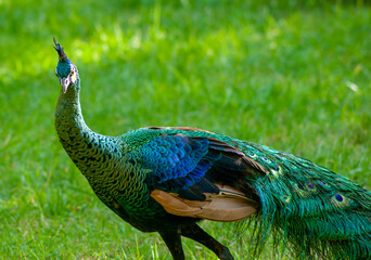 Fototapeta premium A colourful Peacock Looking Proud