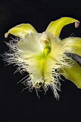 Brassavola Orchid (Rhyncholaelia digbyana)