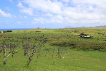 Prairie à l'île de Pâques
