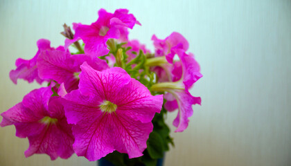 Bush of petunia flowers on a white background. Concept image.