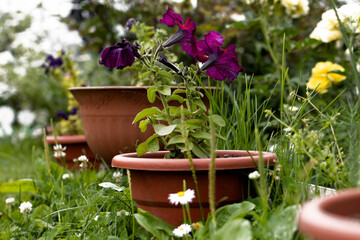 A row of flower pots with blooming petunias, on the ground in the garden, near the house