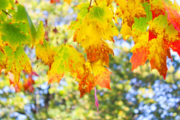 Autumn leaves on a blurred background. Leaves of different colors: green, red, orange and yellow....