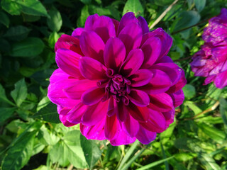 Dahlia violet