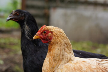 Chicken walks in the pen. Chickens search for grain while walking in a pen on a farm.