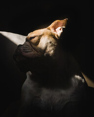 english bulldog portrait with sunlight