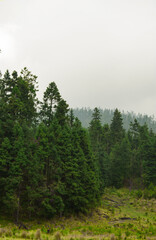 forest in the mountains