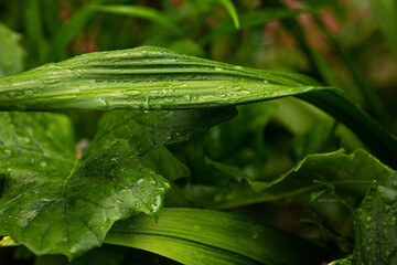 Green natural abstract background. Element of design. Variety of green leaves.