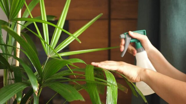 spraying water on the green plant rhapis lady palm slow motion