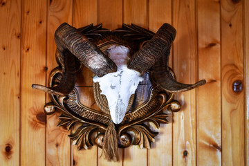 Hunting lodgehunting trophy ram horns hanging on the wooden wall of the hunting lodge.