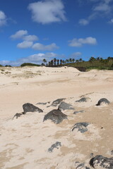 Fototapeta na wymiar Dune de sable sur le plage d'Anakena à l'île de Pâques