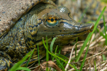 Spiny Softshell Turtle