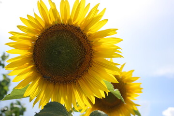 bright sunflower loves the sun