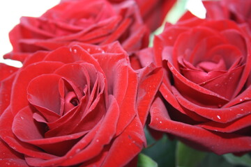 red velvet roses you want to touch and smell