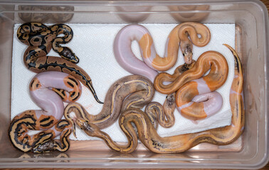 A clutch of captive bred Ball Pythons