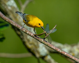 Prothonotary Warbler