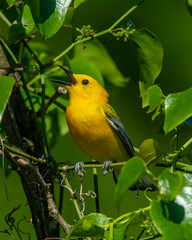 Prothonotary Warbler