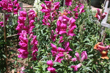 pink and white tulips