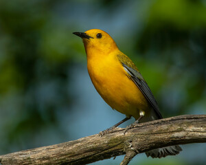 Fototapeta premium Prothonotary Warbler