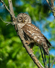 Barred Owl