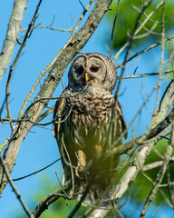 Barred Owl