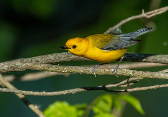 Prothonotary  Warbler