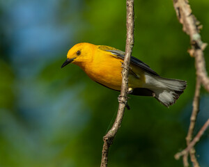 Prothonotary  Warbler