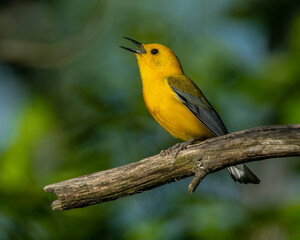 Prothonotary  Warbler