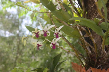 pink and green