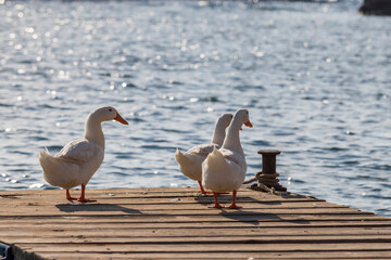 Three geese on a pier by the sea in sunny weather.