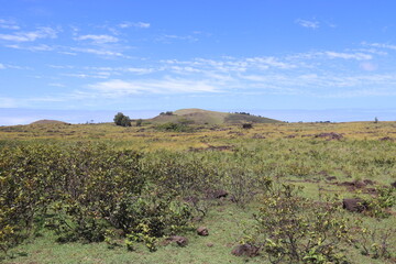 Prairie &agrave; l'&icirc;le de P&acirc;ques