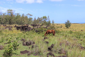 Cheval broutant dans la prairie à l'île de Pâques