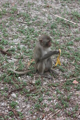Macaque