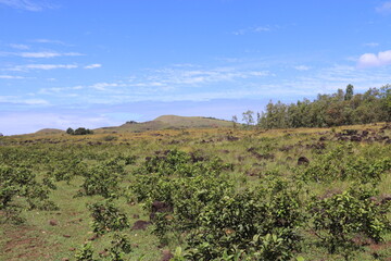Prairie à l'île de Pâques