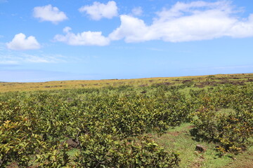Fototapeta na wymiar Plantation à l'île de Pâques