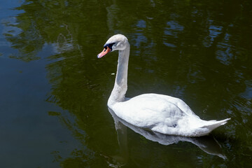 Obraz premium White Swan on the water in the pond.