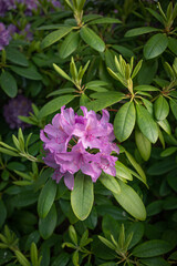 Bright pink rhododendron and foliage