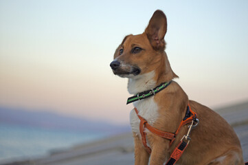 A red dog on the seashore looks into the distance.