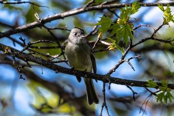 Small Song Bird, likely Western Wood-Pewee (Contopus sordidulus)