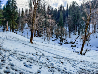 Fototapeta na wymiar snow covered trees Uttarakhand mountains india