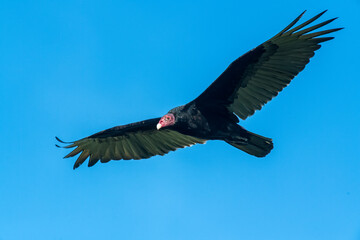 Turkey Vulture