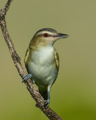 Red-eyed Vireo