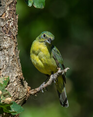 Immature Male Painted Bunting