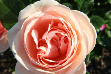 Kwiaty róży wielkokwiatowej odmiany aphrodite w kolorze pudrowego różu