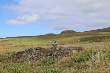 Obraz premium Rapace sur un rocher à l'île de Pâques