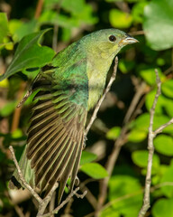 Immature Male Painted Bunting