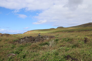Rapace sur un rocher à l'île de Pâques