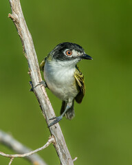 Black-capped Vireo