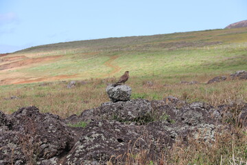 Rapace sur un rocher à l'île de Pâques