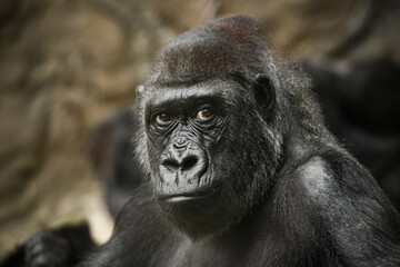 Naklejka premium gorilla